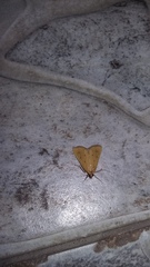 Achyra nudalis