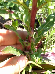 Camissoniopsis micrantha