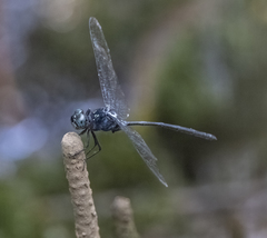 Pornothemis starrei