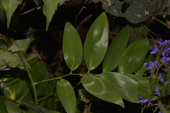 Geitonoplesium cymosum