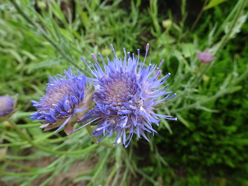 Image of Jasione laevis by (c) Thomas Koffel, some rights reserved (CC BY)
