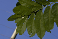 Dysoxylum fraserianum