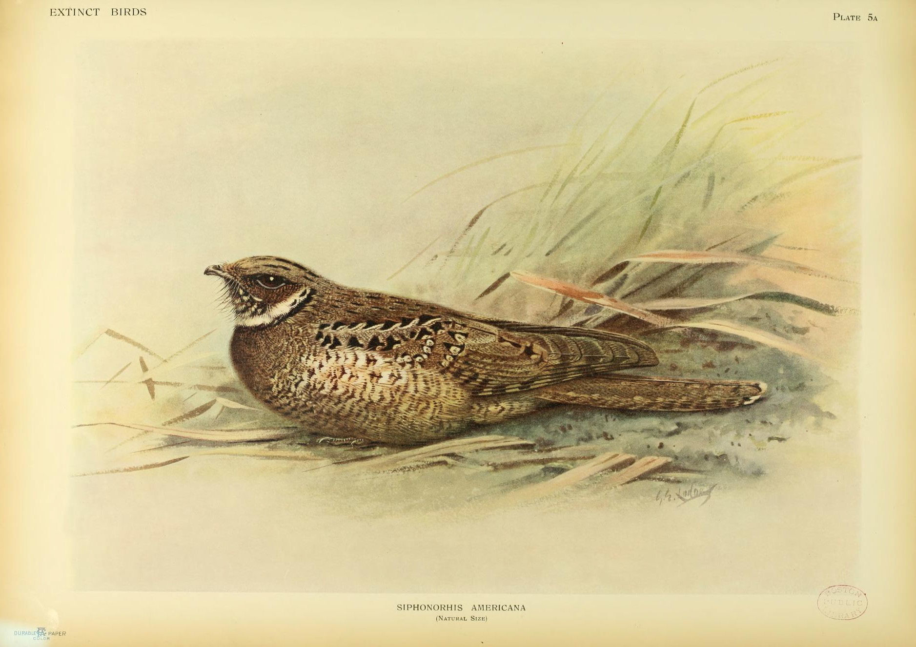Jamaican Pauraque illustration