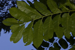 Dysoxylum fraserianum