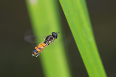 Pyrophaena granditarsis