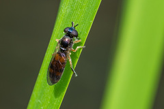 Pyrophaena granditarsis