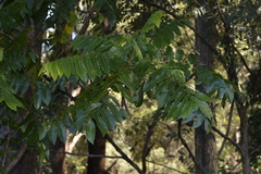 Dysoxylum fraserianum