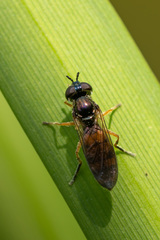 Pyrophaena granditarsis