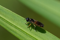 Pyrophaena granditarsis