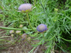 Jasione laevis