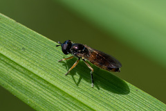 Pyrophaena granditarsis