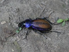 Carabus schoenherri