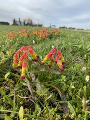 Lachenalia quadricolor