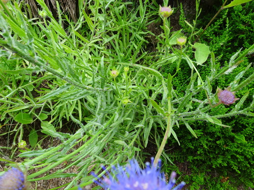 Image of Jasione laevis by (c) Thomas Koffel, some rights reserved (CC BY)