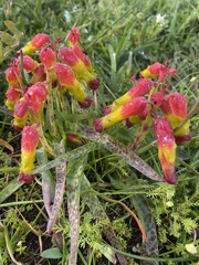 Lachenalia quadricolor