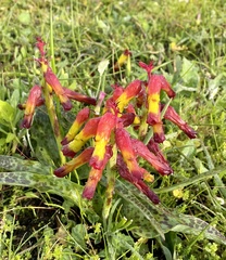 Lachenalia quadricolor