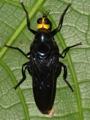 Pseudocyphomyia mimetica