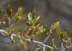 Cercocarpus ledifolius intermontanus