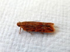 Ardozyga sisyraea