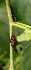 Okiscarta uchidae