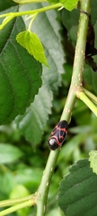 Okiscarta uchidae