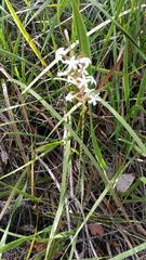 Lysinema pentapetalum