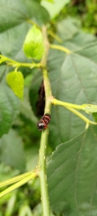 Okiscarta uchidae