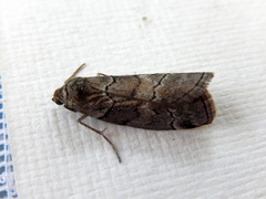 Corula geometroides
