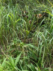 Ligularia japonica