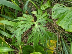 Ligularia japonica