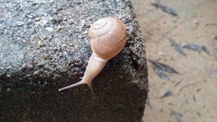Ariophanta exilis