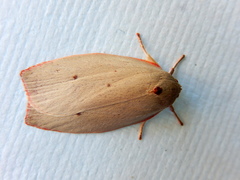 Euchaetis