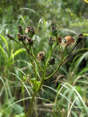Ligularia japonica