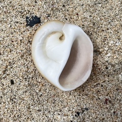 Polinices albumen