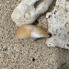 Polinices albumen