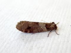 Lepidoscia heliochares