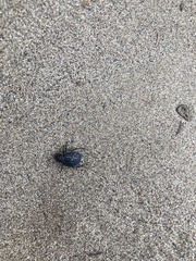 Pimelia bipunctata papii