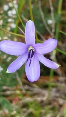 Agrostocrinum hirsutum