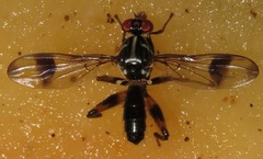 Richardiidae