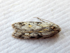 Stenoptena icmaea