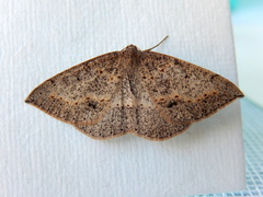 Taxeotis perlinearia