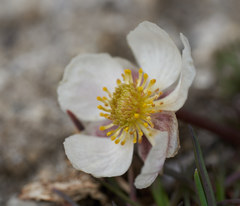 Ranunculus andersonii