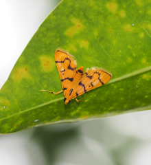 Dichocrocis