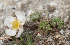 Ranunculus andersonii