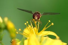 Meliscaeva cinctella