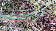 Agrostocrinum hirsutum