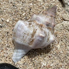 Pleuroploca trapezium