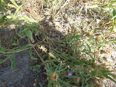 Centaurea trichocephala