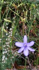Agrostocrinum hirsutum