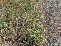 Centaurea trichocephala